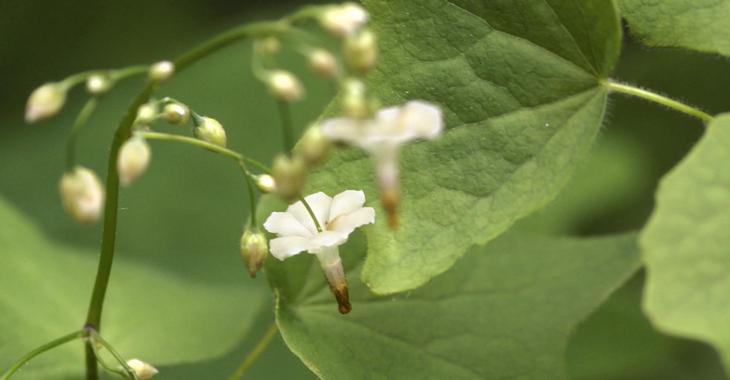 VAHEXA